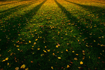 yellow autumn leaves on turf grass at sunset tree line shadows