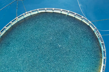 Fish farm in the sea, fenced with round net.