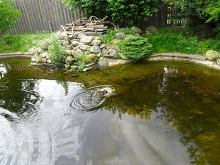 pond in garden