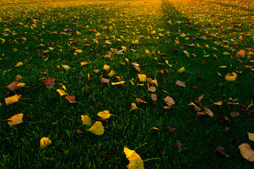 yellow autumn leaves on turf grass at sunset tree line shadows