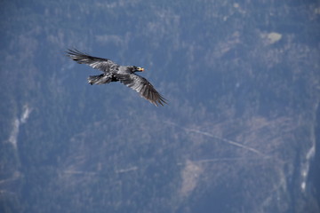 Kolkrabe im Flug mit Fressen