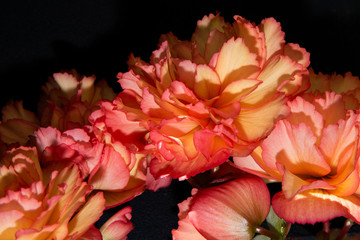 Fleurs rose en macro - Beauté florale mystérieuse sur fond noir idéal pour montages, cartes de voeux, fonds d'écran et textures