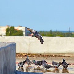 Pigeons close-up on a combined background