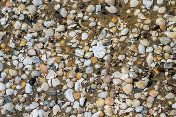 Surface of seashells.