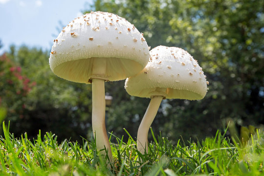 White mushroom in a grassy lawn