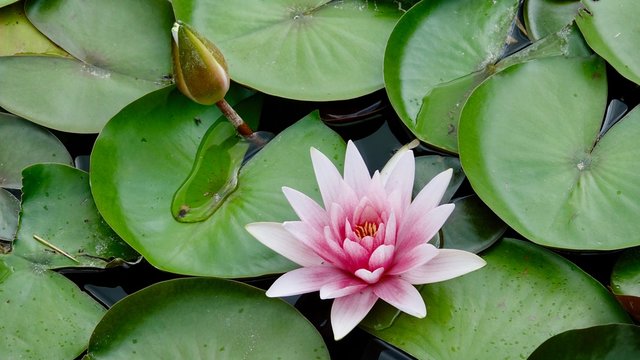 Seerose im Teich, rosa Bl&uuml;ten