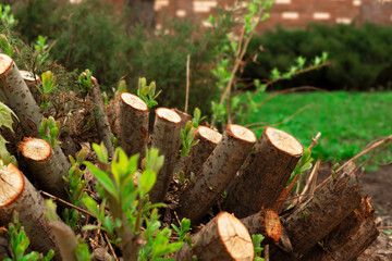 Illegal logging tree. Stump Felled tree. Сoncept of nature conservation issues.