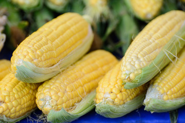 on the counter are ripe yellow ears of corn. Concept - Healthy Eating