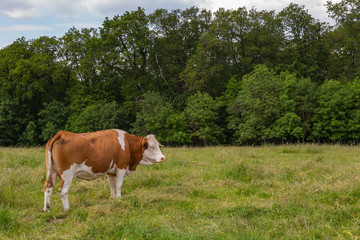 Fototapeta na wymiar happy dairy cows on a meadow in german region Odenwald