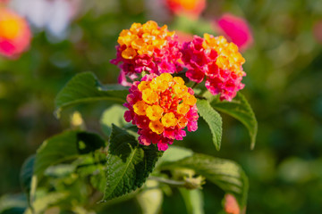A beautiful flowers of a tropical plant lantana camara. Bright summer floral background. Blossom Lantana camara.