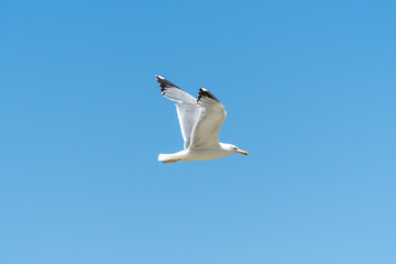 seagull