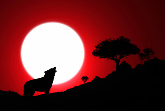 Aullido del lobo. Ilustración. Cielo rojo y luna llena.