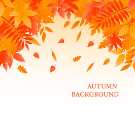 Autumn background with fallen leaves.