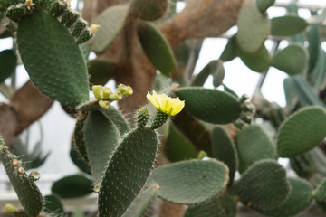 Cactus blooms in the botanical garden