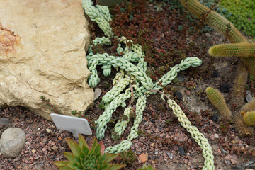 Alpine hill plants in the botanical garden