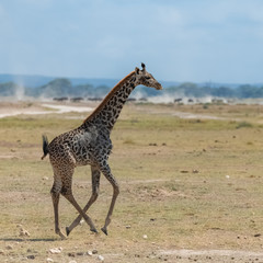 Wild giraffe running in the savannah in Tanzania, beautiful panorama with acacia trees