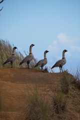The nene (Branta sandvicensis), also known as nēnē and Hawaiian goose, is a species of bird...