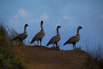 The nene (Branta sandvicensis), also known as nene and Hawaiian goose