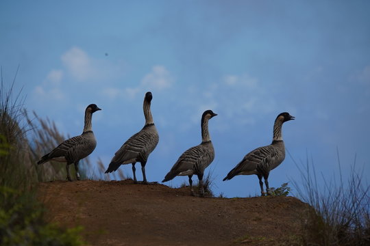The nene (Branta sandvicensis), also known as nēnē and Hawaiian goose, is a species of bird endemic to the Hawaiian Islands.