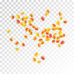 Maple leaves vector illustration, autumn foliage on transparent background.