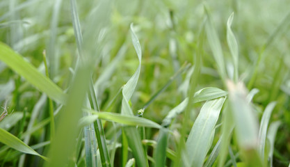 green grass in summer windy weather