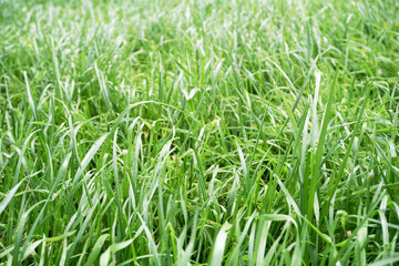 green grass in summer windy weather