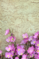 Obraz na płótnie Canvas Bush of Pink Flowers and Stucco Wall