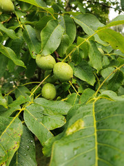 Grüne unreife Walnüsse am Walnussbaum