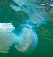 Large marine jellyfish, in a natural habitat