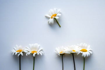 Obraz premium daisies on white background