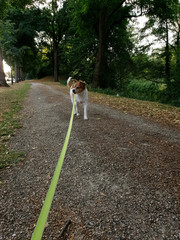 Owner walking with dog in the park. Obedient pet on a leash with his owner