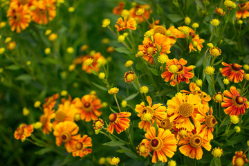 Blooming garden flowers