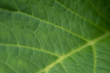 Struktur eines Pflanzenblattes als Makro