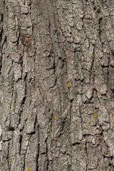 Real texture of tree bark. Vertcial color flatlay photography.