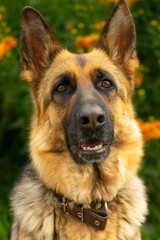 German shepherd portrait