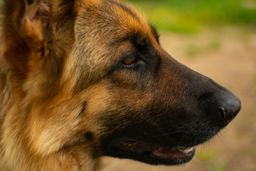 German shepherd portrait