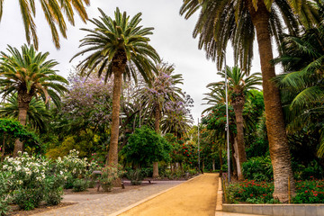 Fototapeta na wymiar An alley through scenic gardens with palm trees and flowers in Garcia Sanabria park, Santa Cruz de Tenerife, Canary Islands, Spain