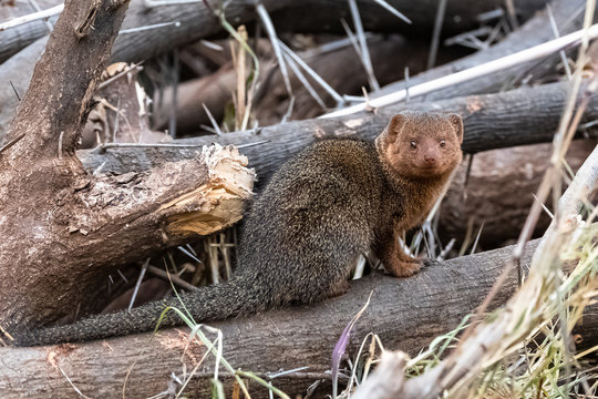 common dwarf mongoose in Africa, Helogale parvula, funny animal standing in the forest