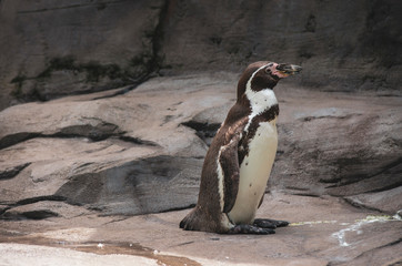 Pingwiny Humboldta na skalistym wybrzeżu. 