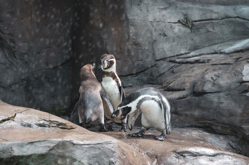 Pingwiny Humboldta na skalistym wybrzeżu. 