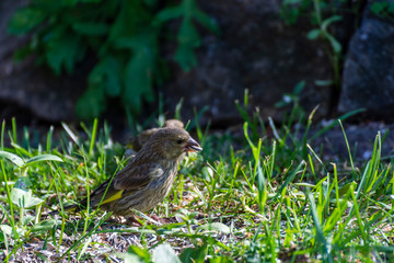 Close-up of a juvenile greenfinch sitting on the ground eating sunflower seeds.