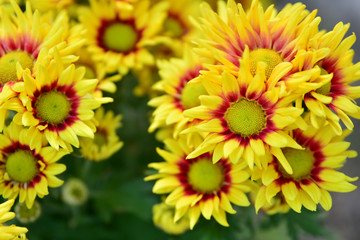 Beautiful flowers of chrysanthemums