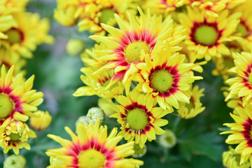 Beautiful flowers of chrysanthemums