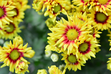 Beautiful flowers of chrysanthemums
