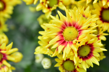 Beautiful flowers of chrysanthemums