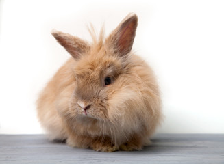 Red fluffy rabbit