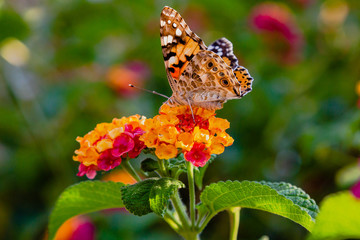 A beautiful butterfly on the flowers of a tropical plant lantana camara. Bright summer floral background. Blossom Lantana camara.