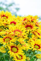Beautiful flowers of chrysanthemums