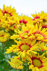 Beautiful flowers of chrysanthemums