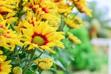 Beautiful flowers of chrysanthemums